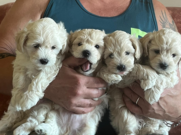 Dolcissimi cuccioli Maltipoo