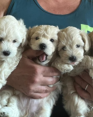 Dolcissimi cuccioli Maltipoo