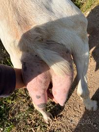 Capra da latte