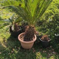 Puante di Cycas