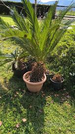 Puante di Cycas