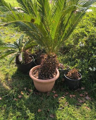 Puante di Cycas