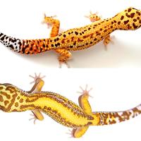 Coppia geco leopardino, teca S.G.Milanese