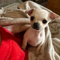 Cucciolo di chihuahua