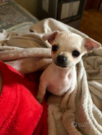 Cucciolo di chihuahua