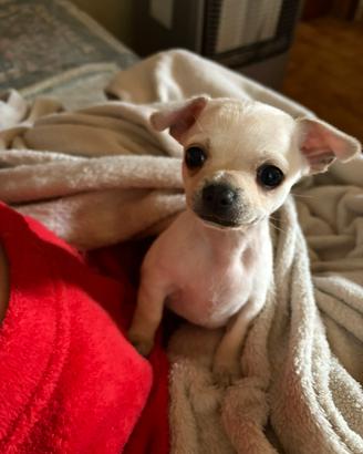 Cucciolo di chihuahua