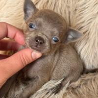 Chihuahua mini