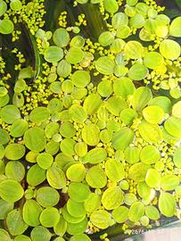 PISTIA galleggiante per acquario