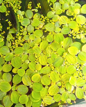 PISTIA galleggiante per acquario