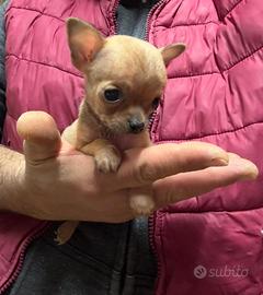 Chihuahua toy
