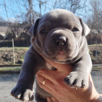 American Bully