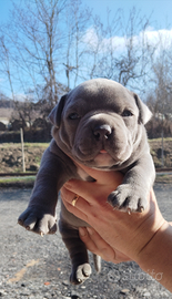 American Bully