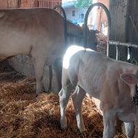 Stalla completamente attrezzata per bovini o caval