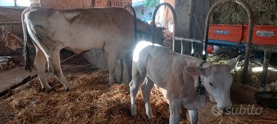 Stalla completamente attrezzata per bovini o caval