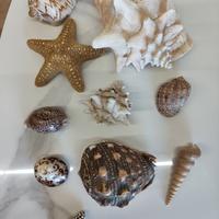 conchiglie e stella marina da collezione