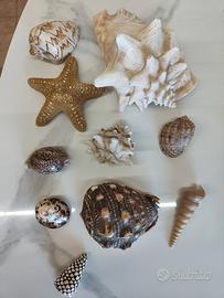 conchiglie e stella marina da collezione
