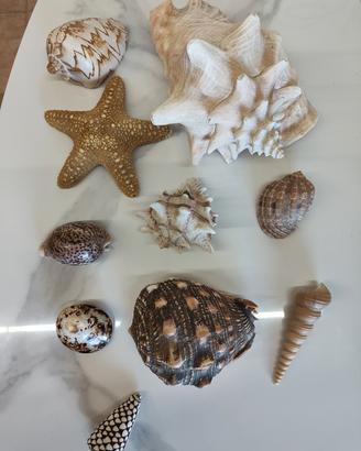 conchiglie e stella marina da collezione