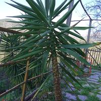 yucca