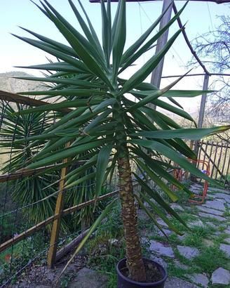 yucca