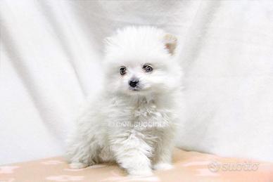 Cucciola di Volpino di Pomerania Toy