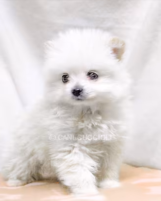 Cucciola di Volpino di Pomerania Toy