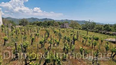 Terreno con vigneto e uliveto a Linguaglossa