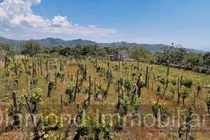 Terreno con vigneto e uliveto a Linguaglossa
