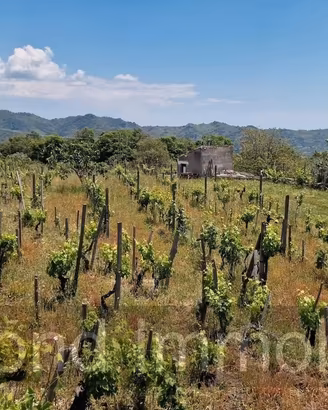Terreno con vigneto e uliveto a Linguaglossa