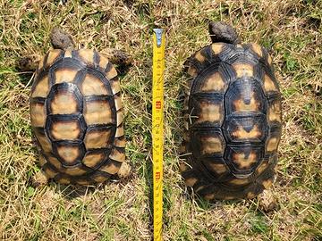 TARTARUGHE - Testudo Marginata (Tutta ITALIA)