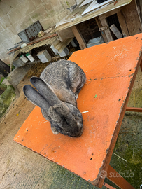 Conigli giganti delle fiandre