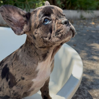 Bulldog francese Bouledogue