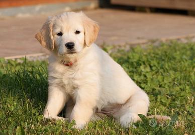 Cuccioli di Labrador miele di 2 mesi ad Aosta