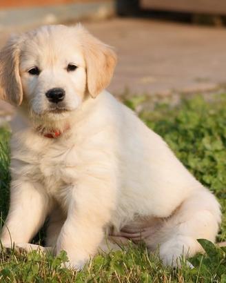 Cuccioli di Labrador miele di 2 mesi ad Aosta