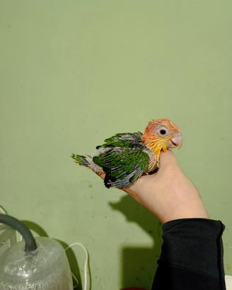 Caicco testa gialla