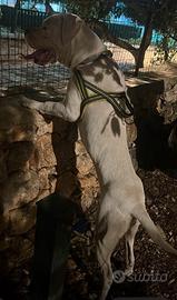 Dogo argentino maschio con pedigree