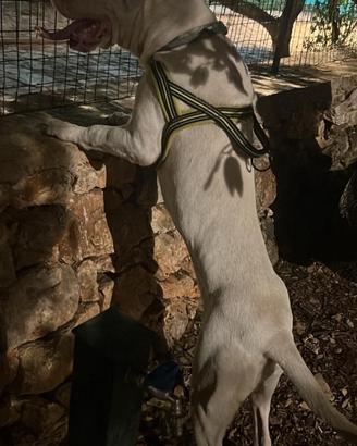Dogo argentino maschio con pedigree