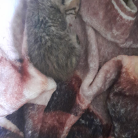 Gattino trovatello