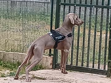 Weimaraner