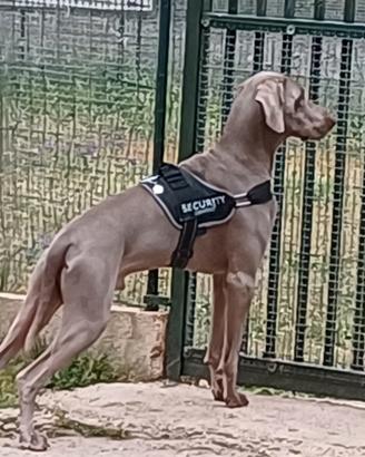 Weimaraner