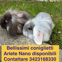 Coniglio Ariete Nano ORA DIDPONIBILI