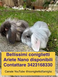 Coniglio Ariete Nano ORA DIDPONIBILI