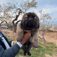 Cuccioli pastore del caucaso