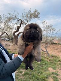 Cuccioli pastore del caucaso