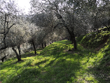 Terreno agricolo con uliveto a Quiliano