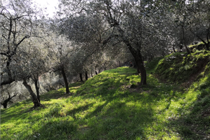Terreno agricolo con uliveto a Quiliano