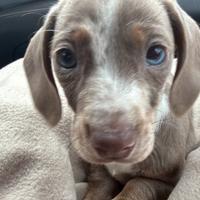 Bassotto nano Arlecchino colore isabella