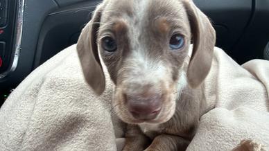 Bassotto nano Arlecchino colore isabella