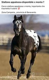 Stallone appaloosa x monta( leggere in foto )
