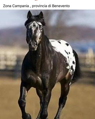 Stallone appaloosa x monta( leggere in foto )