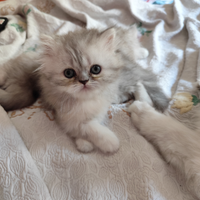 Cuccioli di gatto persiano